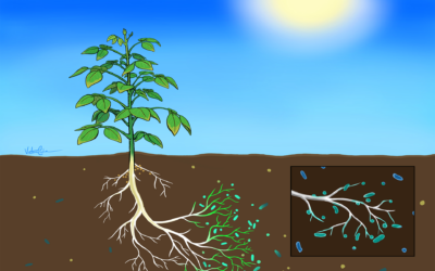 Nitrogen Fixation with Sequester®